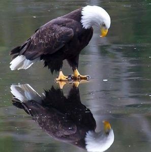 Meet your Posher, Joseph